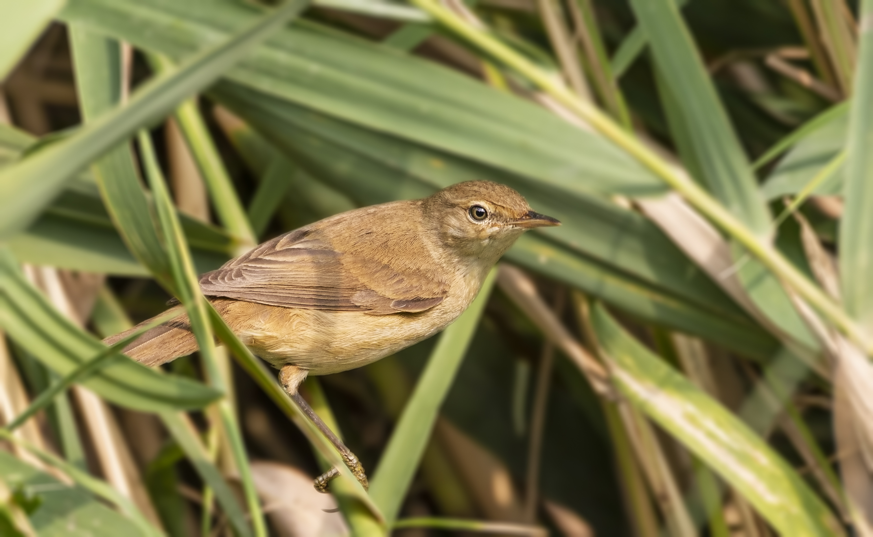 Eurasian Reed Warbler